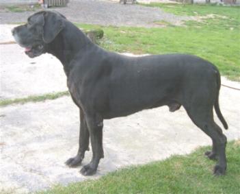 Excalibour vom Nospheratus