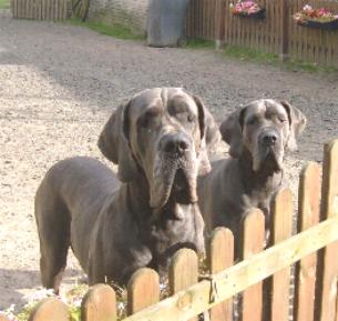 Hooker-Smash mit Schwester Havita-Belucci