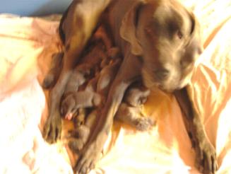 Geburt geschafft - Mama Jessy und alle Welpen wohlauf ...
