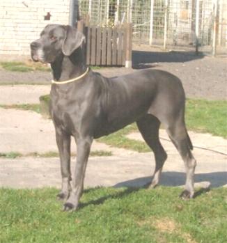 Gailea-Sky vom Nospheratus