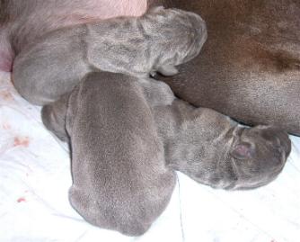 drei Zwerge sind schon da ...