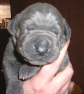 ich bin ein ganz Lieber ...