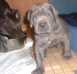 Mama futtert die Reste auf ... 