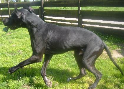 Don-Juan "vom Nospheratus"