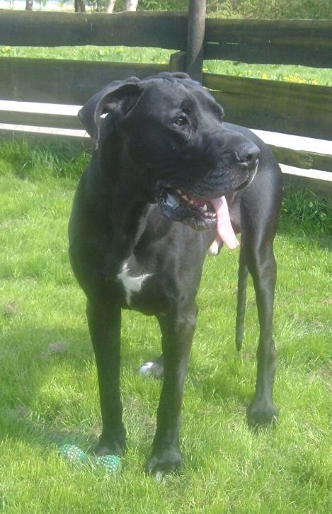 Don-Juan "vom Nospheratus"