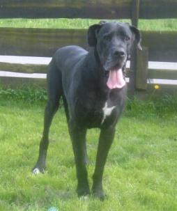 Don-Juan "vom Nospheratus"