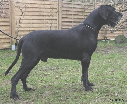 Excalibur v. Nospheratus 3.JPG (32417 Byte)