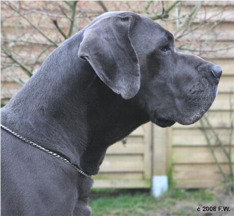 Gaitano-Blue v. Nospheratus 4.JPG (31755 Byte)