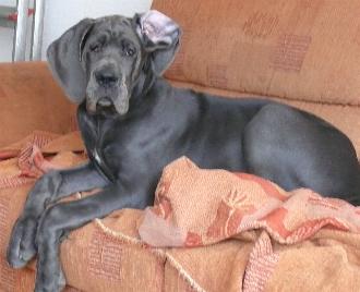 Indira vom Nospheratus