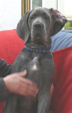 Indira vom Nospheratus