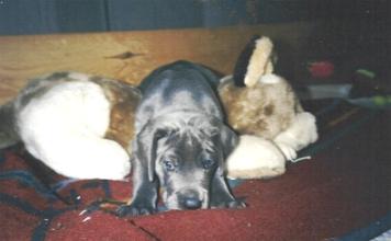 Allegro "vom Nospheratus"