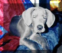 Allegro "vom Nospheratus"