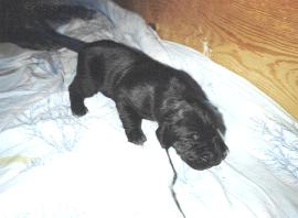 mit dem Laufen klappt schon gut ...