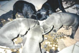 Welpen 3 Wochen alt ...