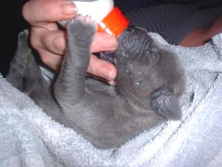 Flaschenf�tterung ...