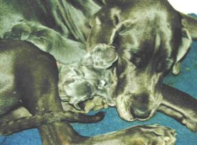 Mama Caskaja und ihre Baby�s sind m�de ...