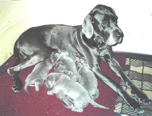 stolze Mama mit ihrem Nachwuchs ...