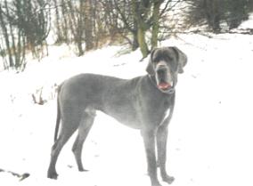 Cartouche "vom Nospheratus"