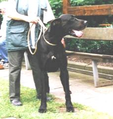 Cindy "vom Nospheratus"