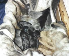 2 -Tage alte Welpen ...