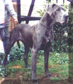 Candy "vom B�ckenberg"