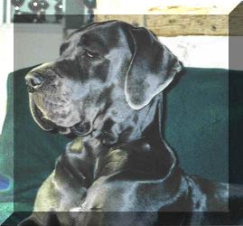 Caskaja "vom Nospheratus"