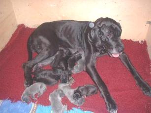 endlich alle Welpen geboren ...