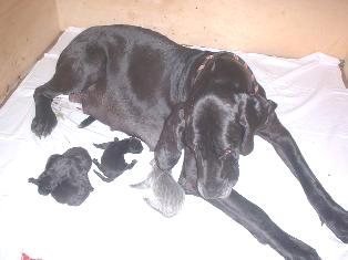 5 Zwerge sind schon da ...