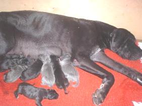 unsere Cleo ist geschafft ...