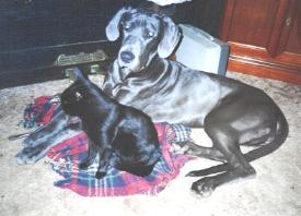 Dschandra mit Kater Anton ...