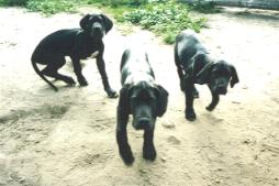 3 kleine Jung�s ...