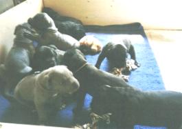 Spielen, Schlafen, Futtern ...