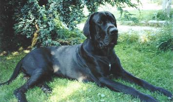 Excalibour "vom Nospheratus"