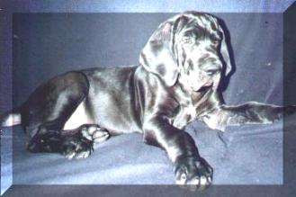 excalibuor.jpg (13582 Byte)