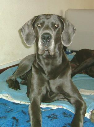 Florance "v. Nospheratus"