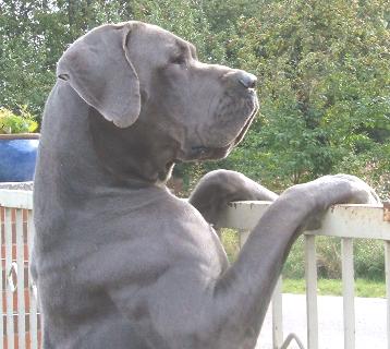 Gaitano-Blue "vom Nospheratus"