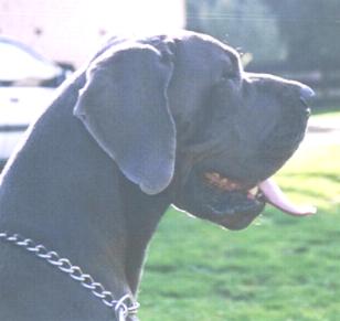 Gaitano-Blue "vom Nospheratus"