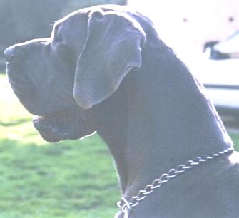 Gaitano-Blue "vom Nospheratus"