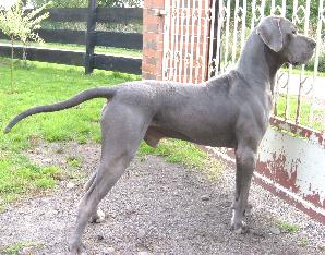 Deckr�de: Gaitano-Blue"v. Nospheratus"