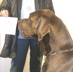 Gandi "vom Nospheratus"