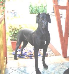 Ghina "vom Nospheratus"