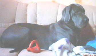 Hera-Blue (Ghina) - 11 Monate alt ...