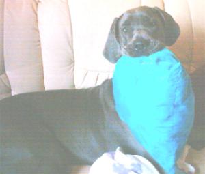 Hera-Blue (Ghina) 11 Monate alt ...