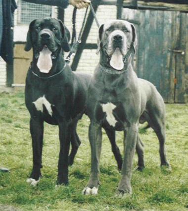Gismo und Gaitano-Blue "vom Nospheratus"