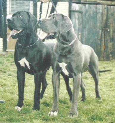 Gismo mit seinem Bruder Gaitano-Blue "vom Nospheratus"