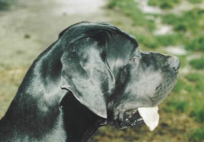 Gismo "vom Nospheratus"