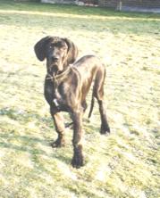 Glen-Gooler "vom Nospheratus"