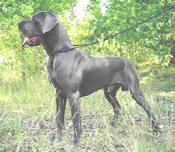 Deckr�de: Golf "Myszatka"