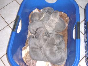 6 kleine M�del�s - 16 Tage alt ...