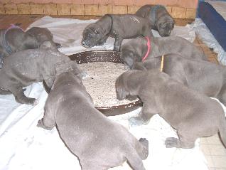 das gro�e Fressen - Welpen 3 Wochen alt ...